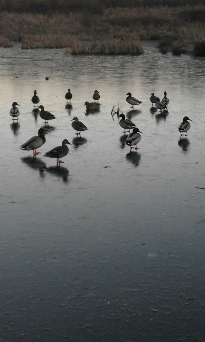 Duck family