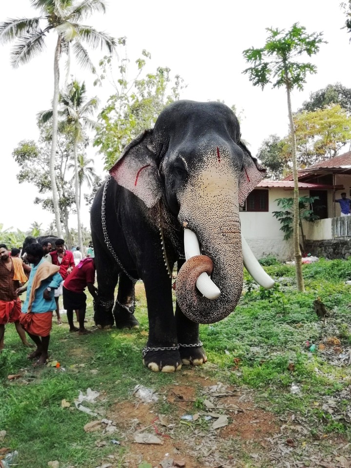 elephant