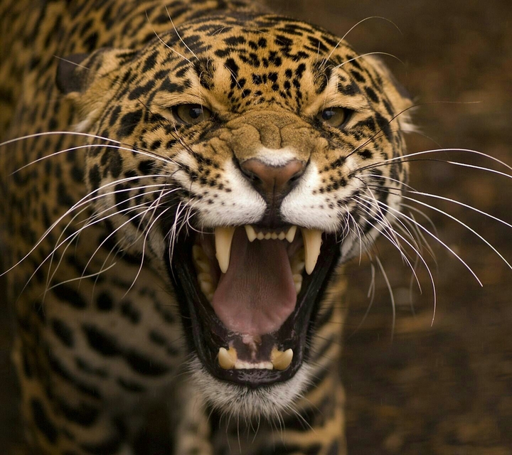 pander