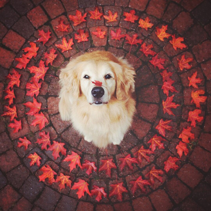 #dog