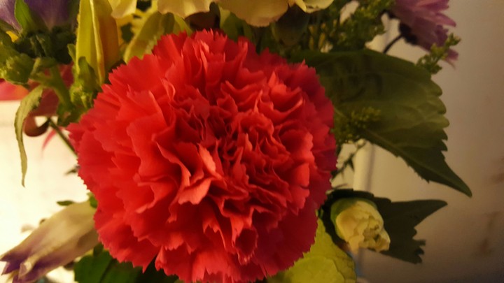 red carnation
