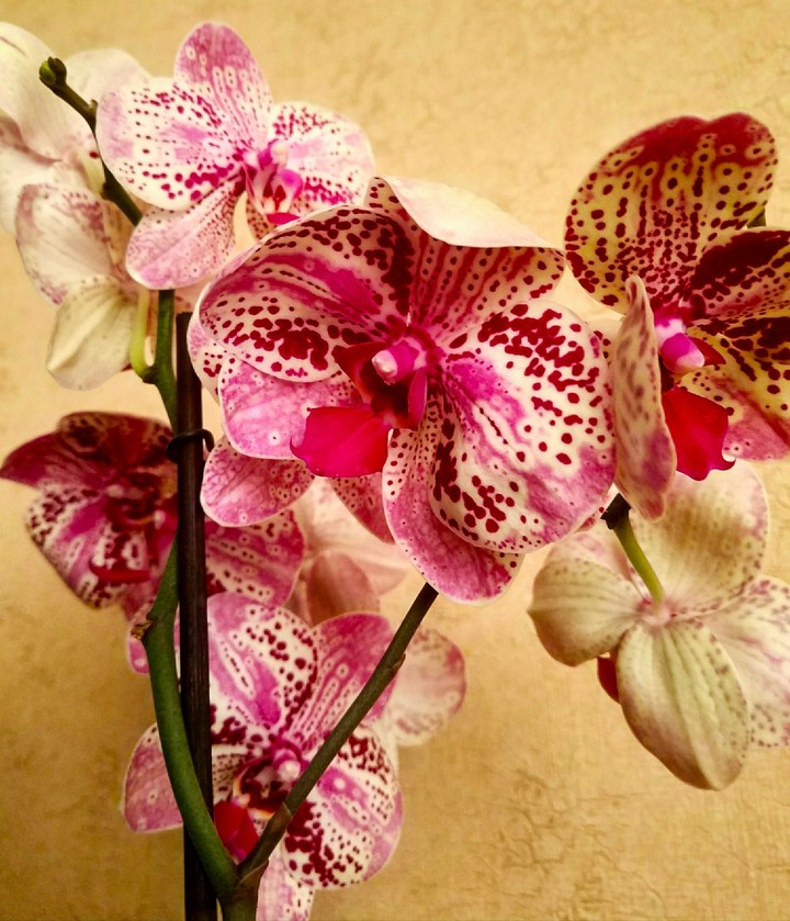Frontera. Flower.