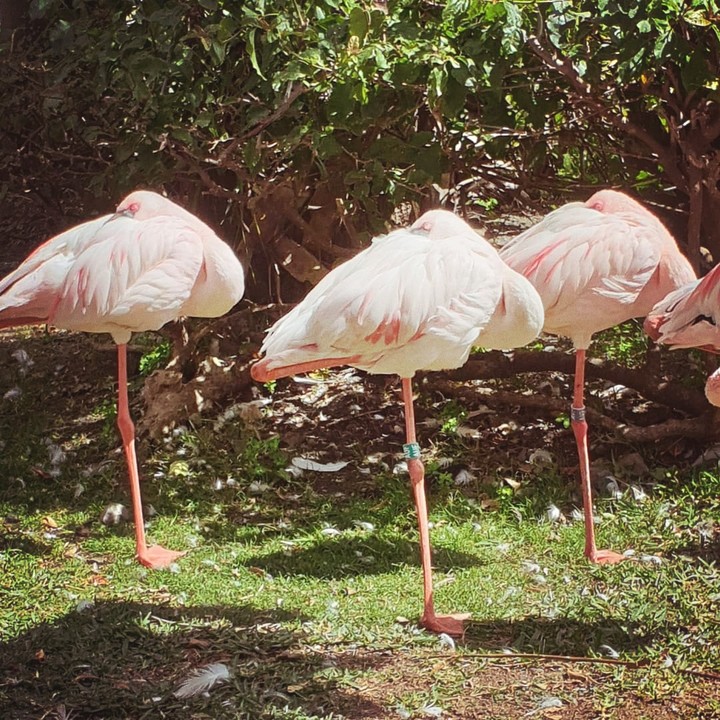 Flamingo