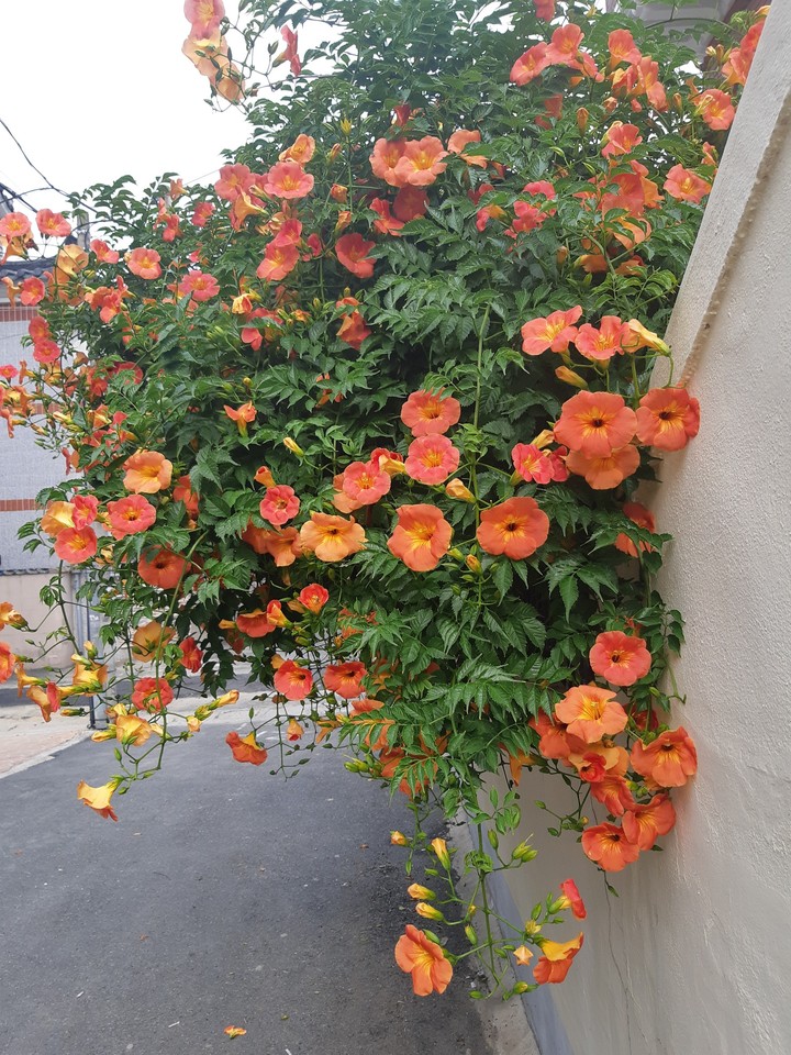 summer flower