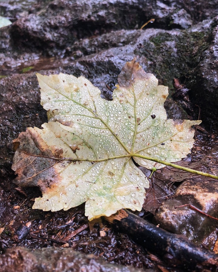 macro