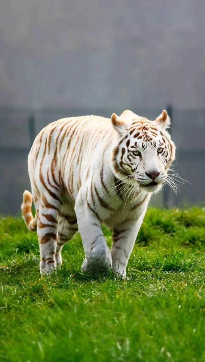 REAL WHITE TIGER