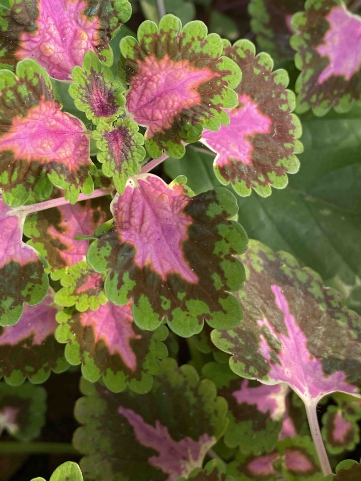leaf