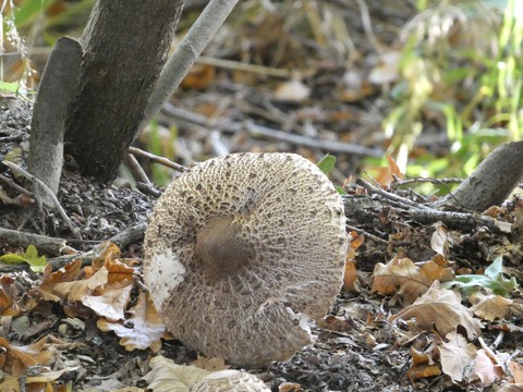 bolete, agaricaceae háttérképek