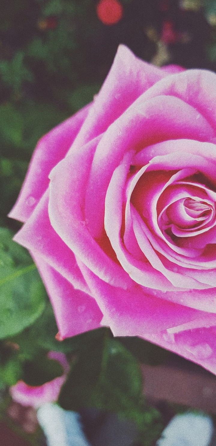 rose ?