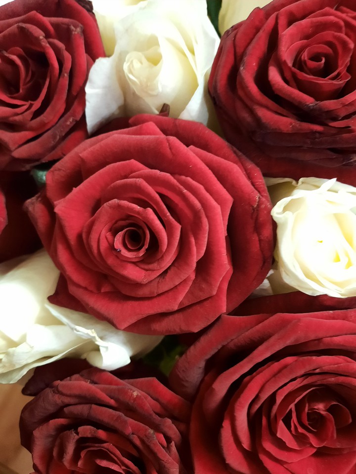 roses