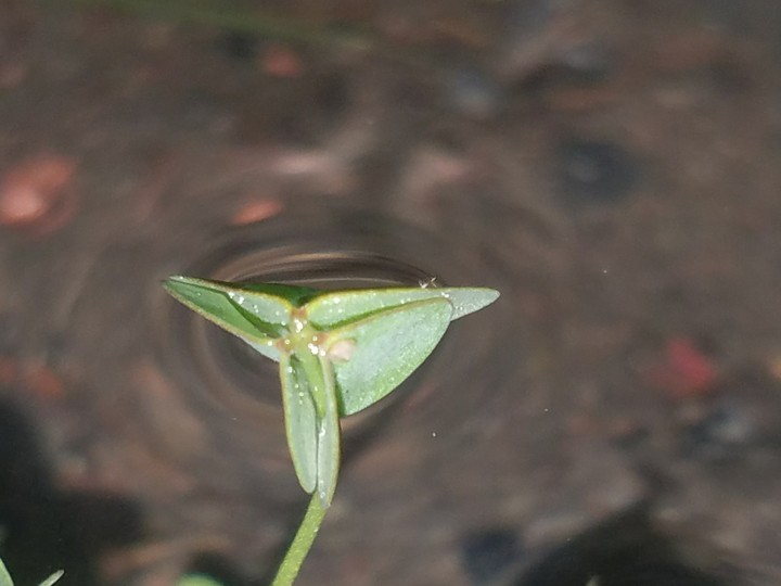 Rain Drop
