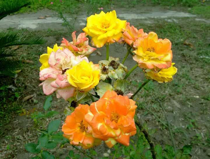 Flower