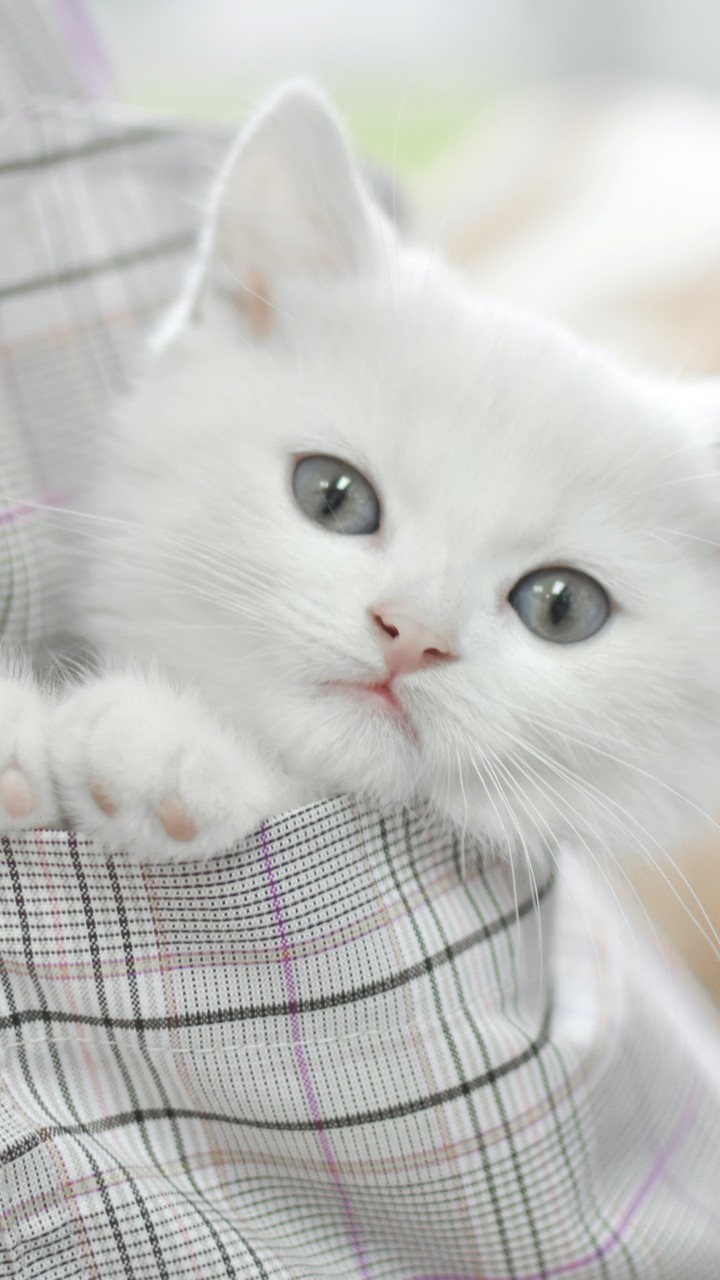white cat