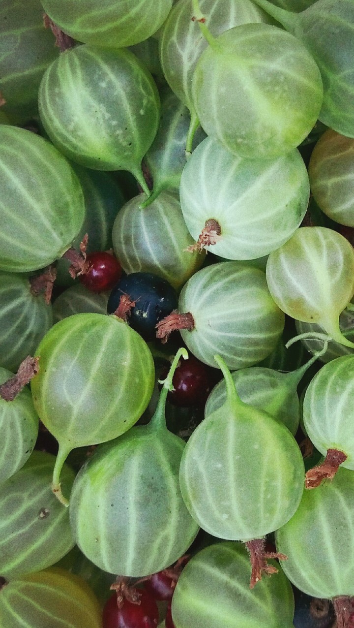 Berries