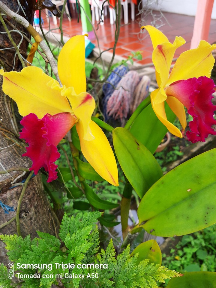 Orquídeas