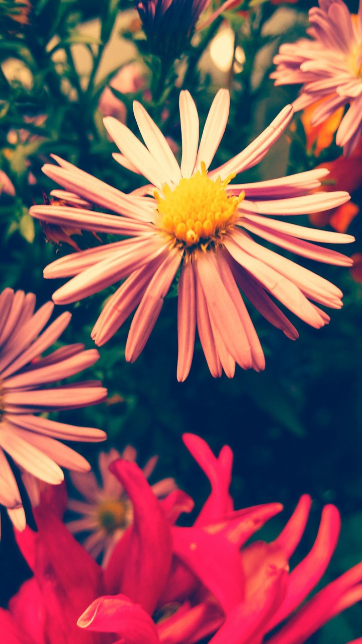 Blume