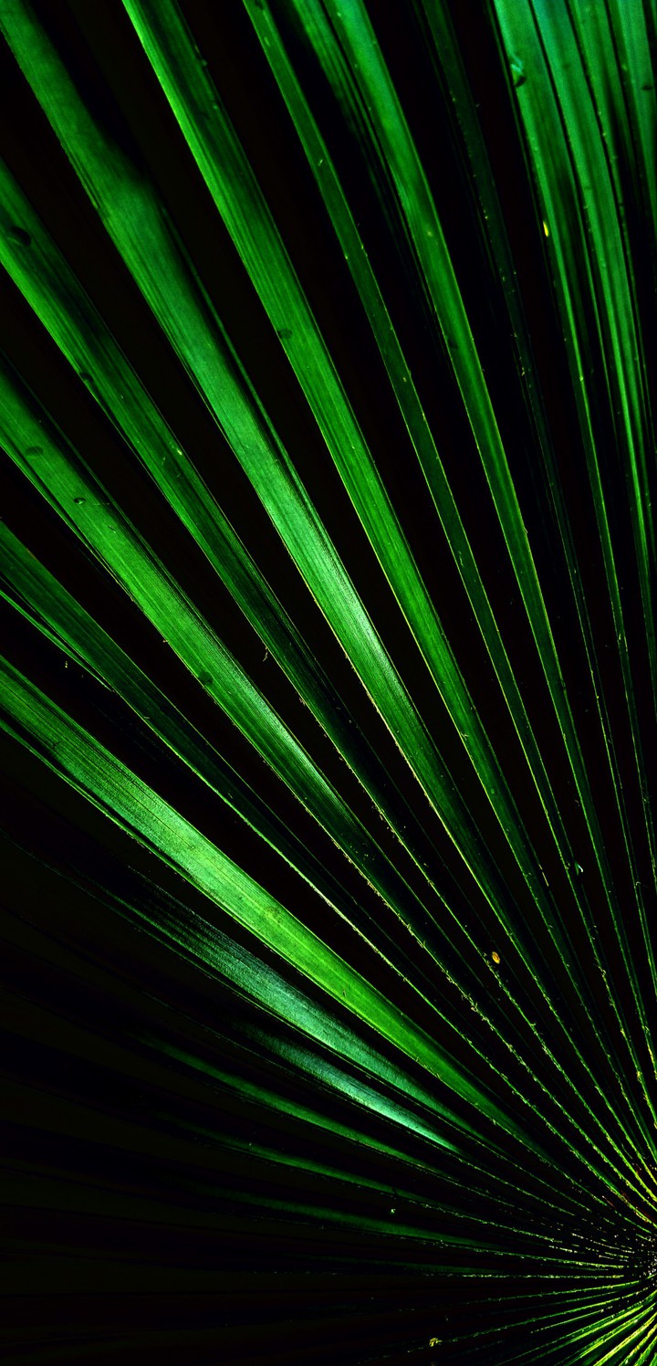 Edited pic of palm leaf.
