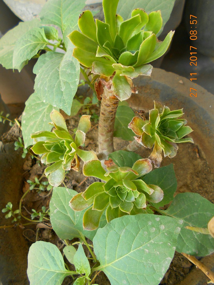 plant green nature