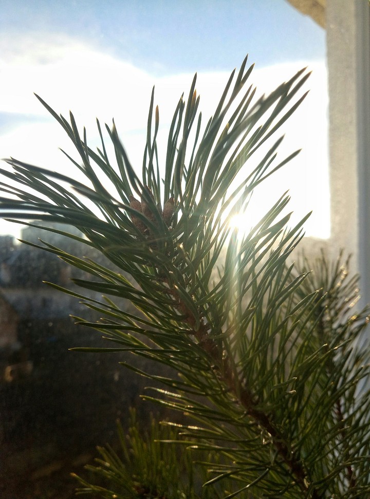 Christmas tree
