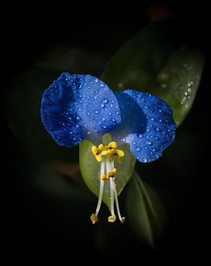 Drops
