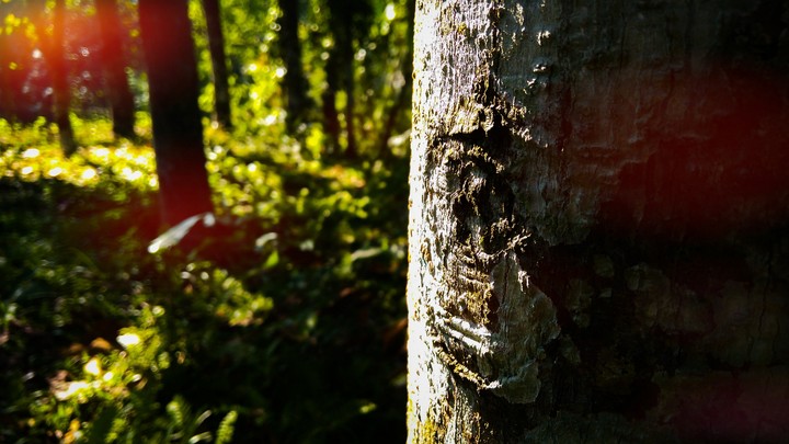 wood