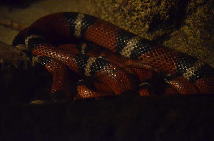 Snake