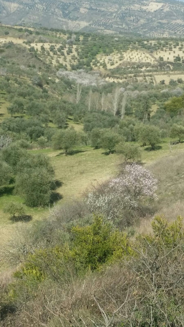 yeşilik