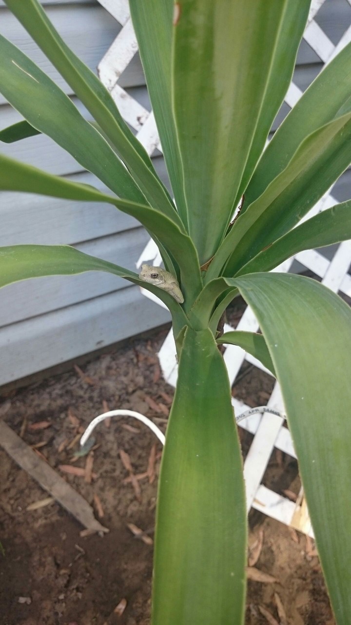 what you will find in the garden