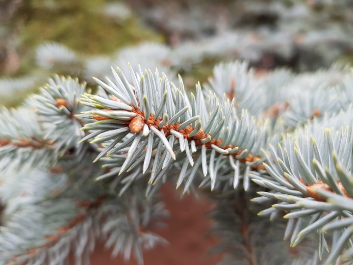Pine.