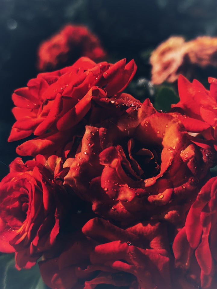 Rose