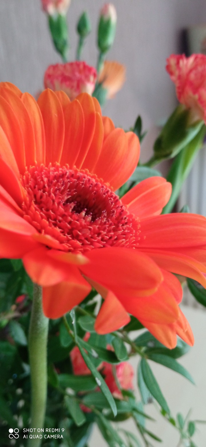 fleure