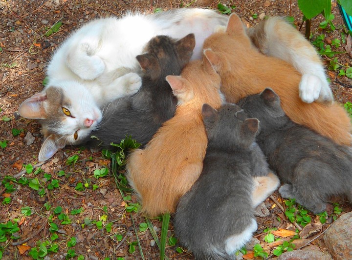 Mamá Gata y sus gatitos