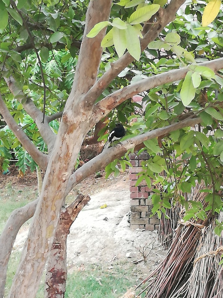 tree bird