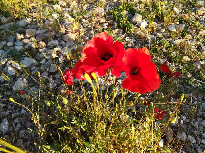 twine flowers