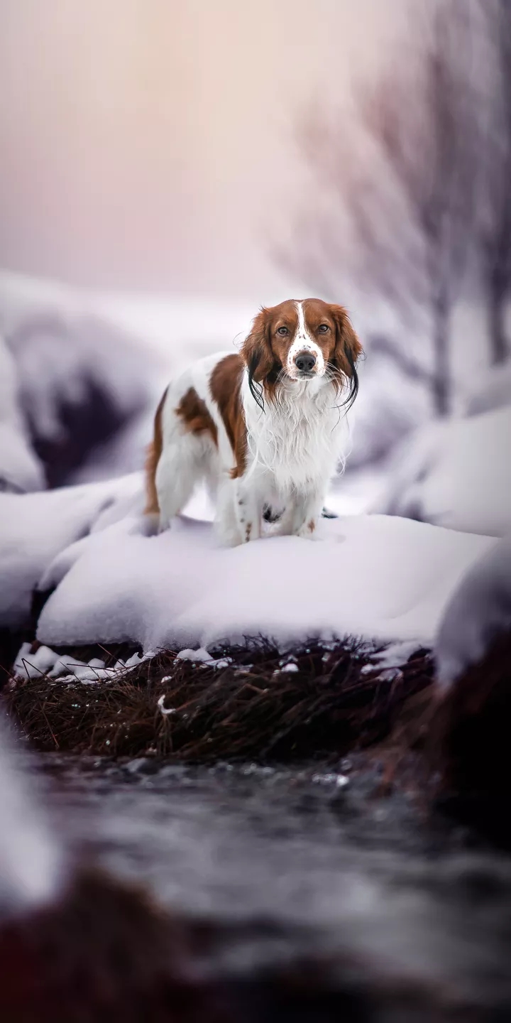 lovely dog