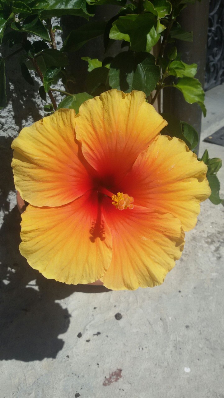 Hibiscus