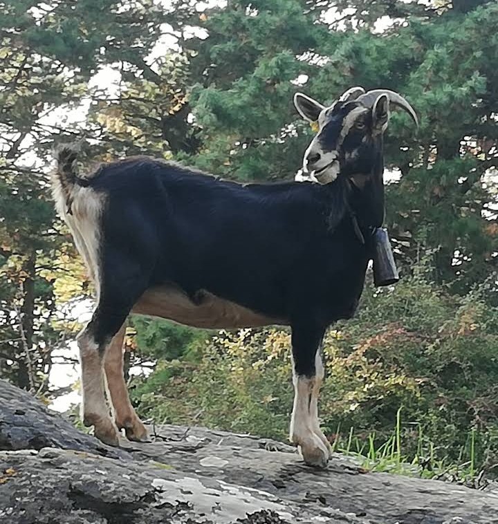 Cabra