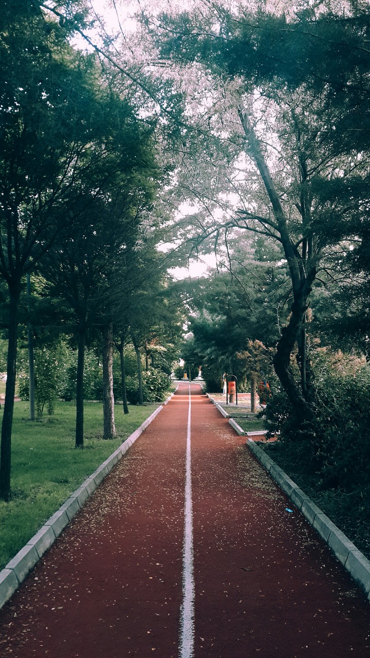 Little forest