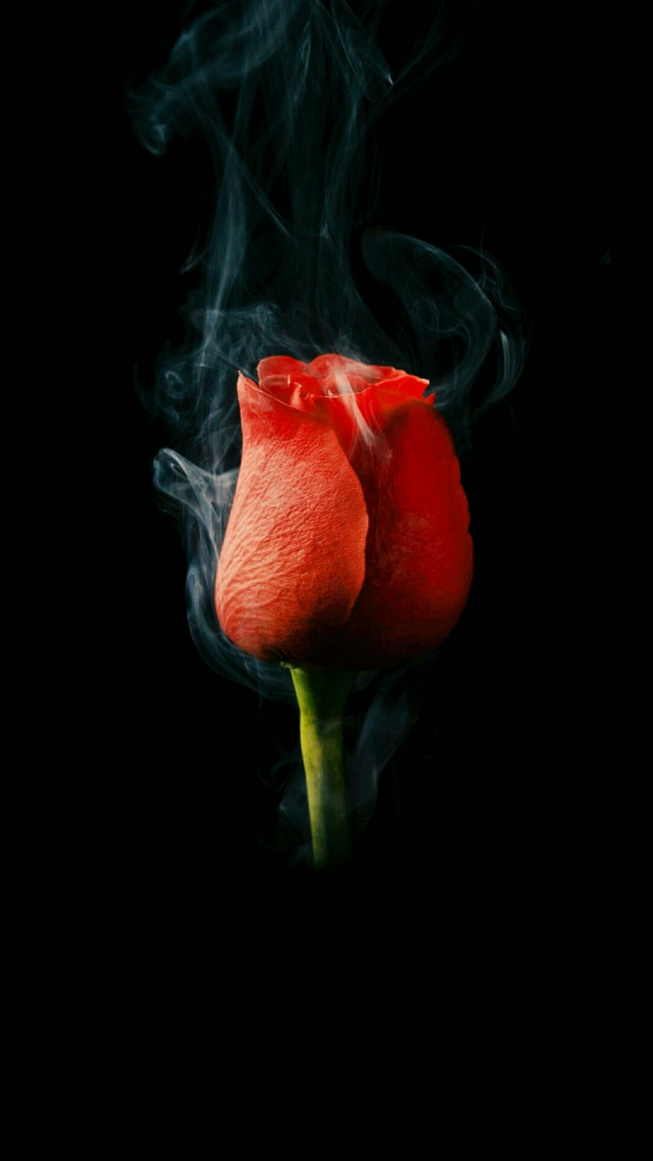 Rose❤
