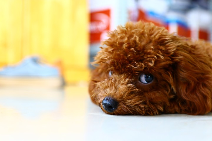 Liếc liếc