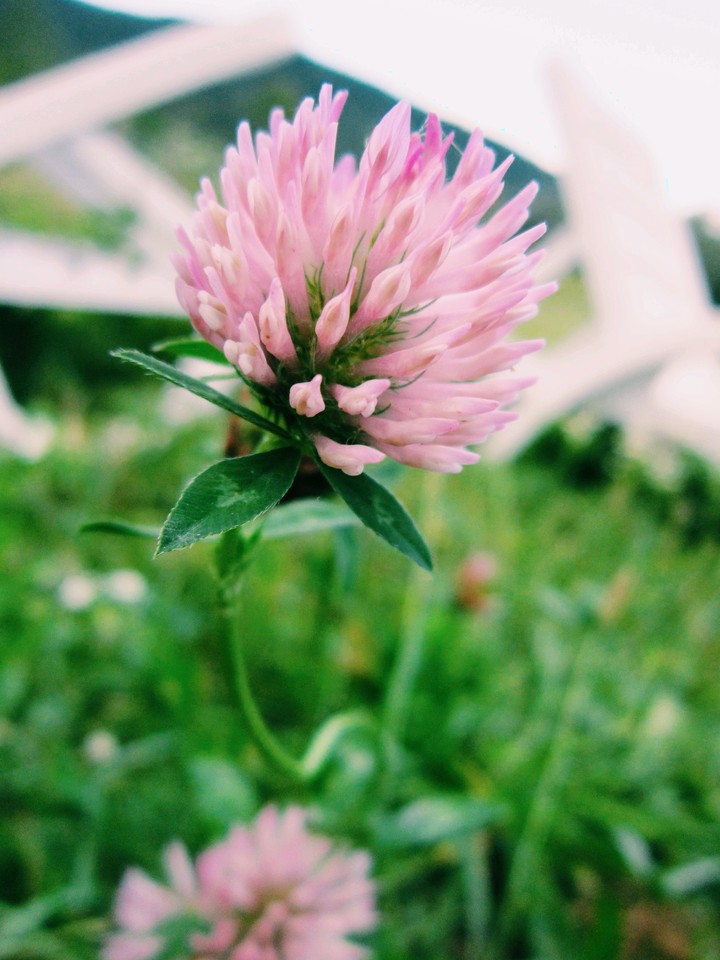 clover_plant