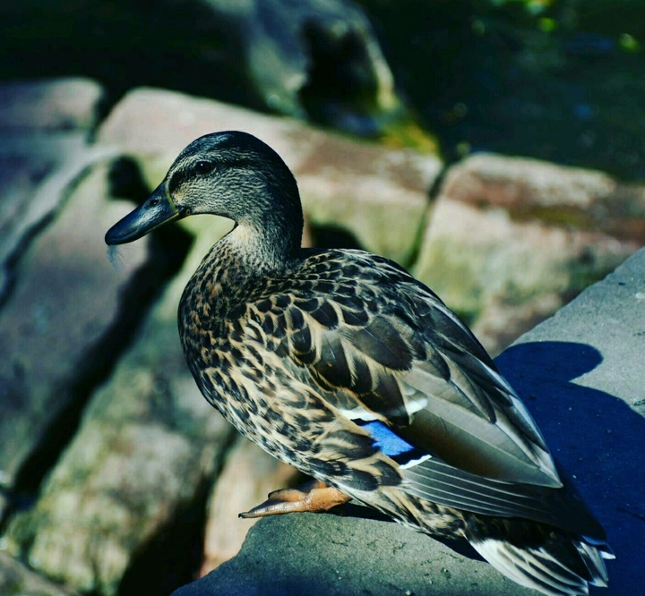 Ente