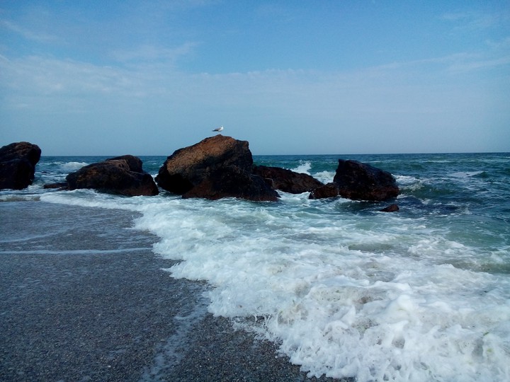 Sea and seagull
