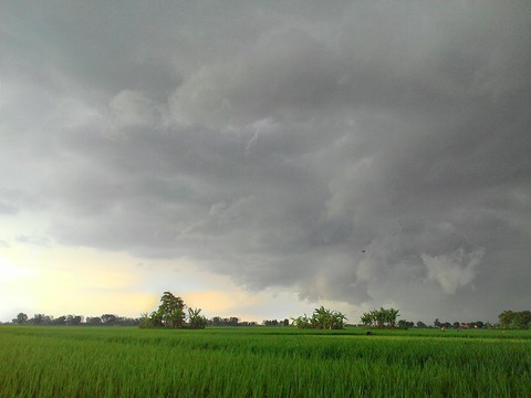 field in indonesian
