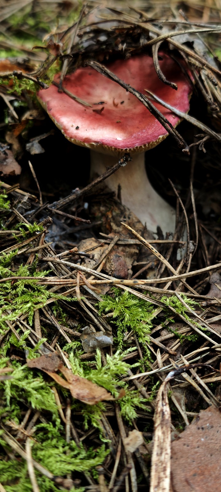 Mushrooms