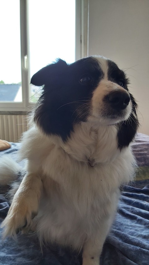 chien