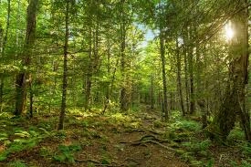 nature
