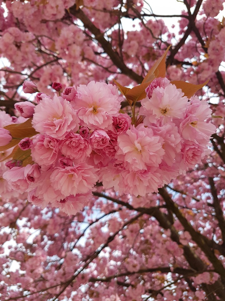 cherry