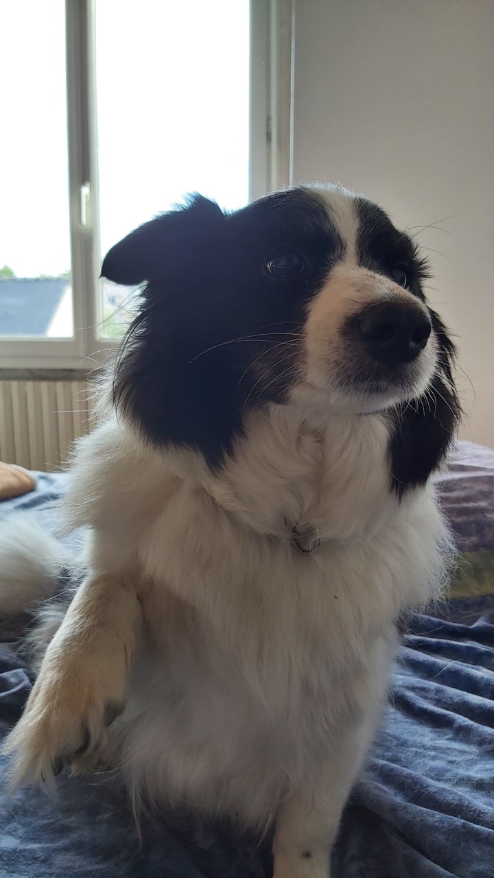 chien