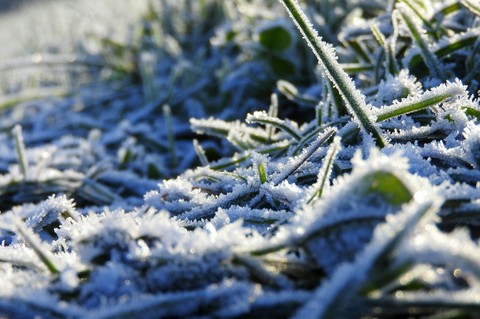 Frozen grass.